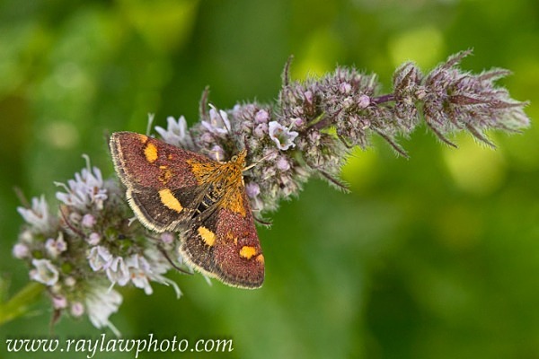 MPAA-5573 - Butterflies and Moths