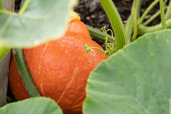 080718-6900 - Allotment Safari 2019