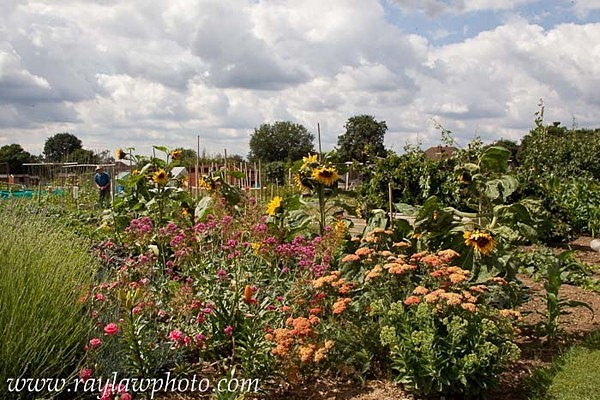 MPAA-0967 - Allotment Pot Pourri