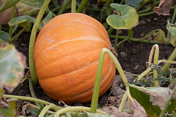 20190901-RLP_9329 - Allotment Safari 2019