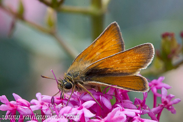MPAA-1190 - Butterflies and Moths