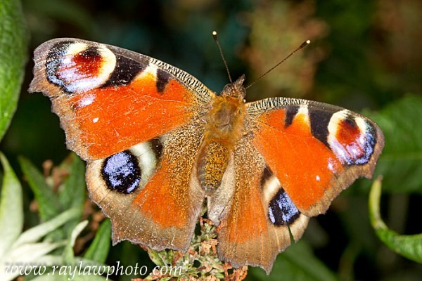 MPAA-0490 - Butterflies and Moths