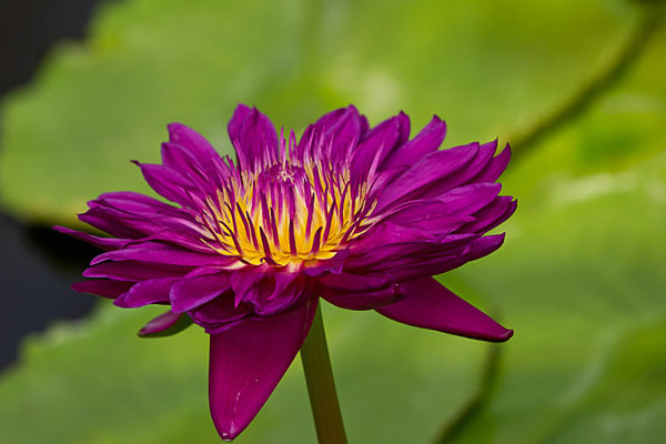  - Kew Gardens 2015