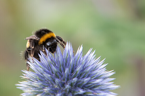 080718-5162-2 - Allotment Safari 2019