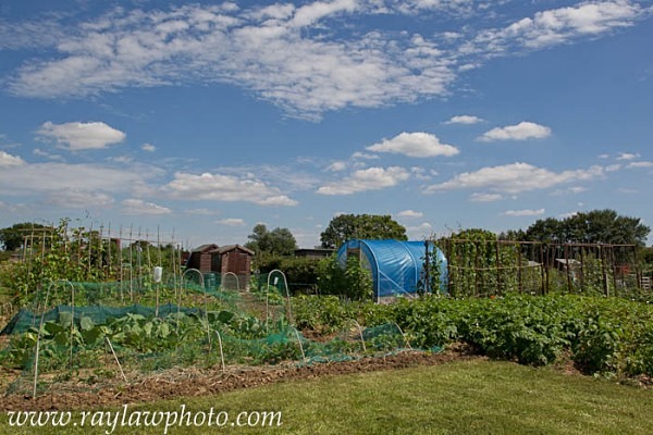 MPAA-8398 - Allotment Competition 2012