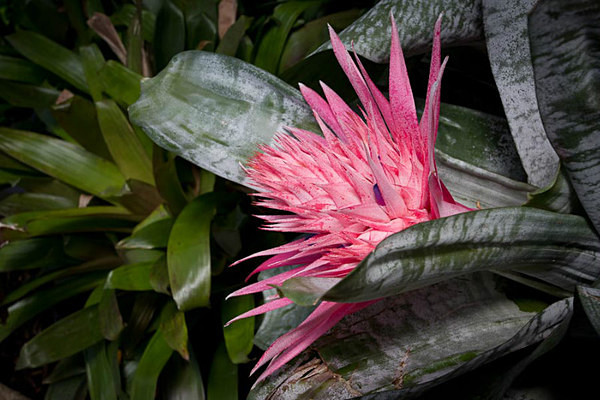  - Kew Gardens 2015