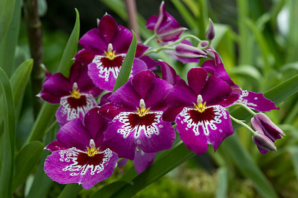  - Kew Gardens 2015