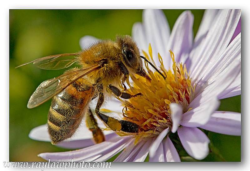 5305 Apis Mellifera - Allotment Wildlife