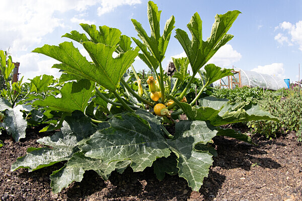 080718-3951 - Allotment Safari 2019