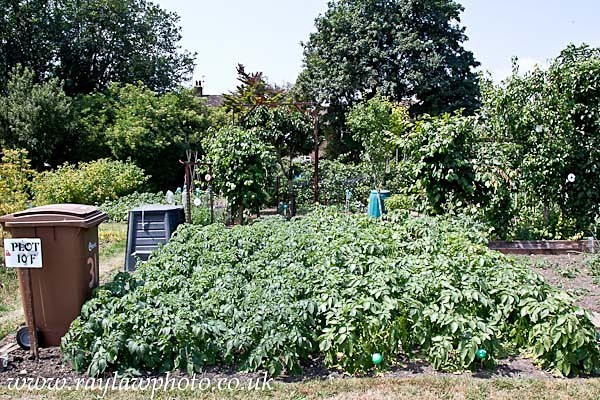 RLP-7879 - Allotment Competition 2013