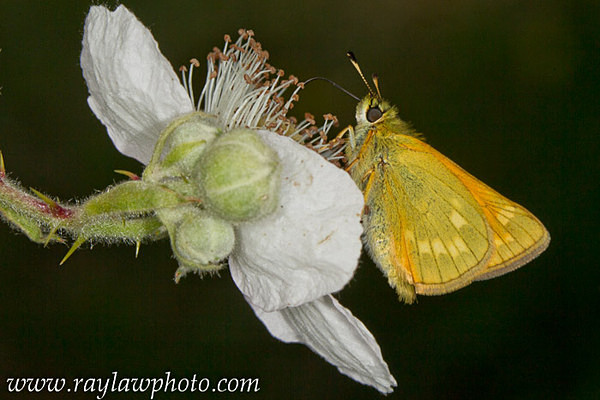 MPAA--3 - Butterflies and Moths