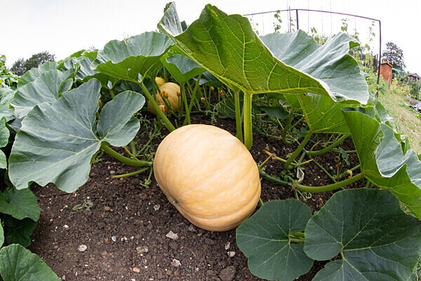 080718-5111 - Allotment Safari 2019