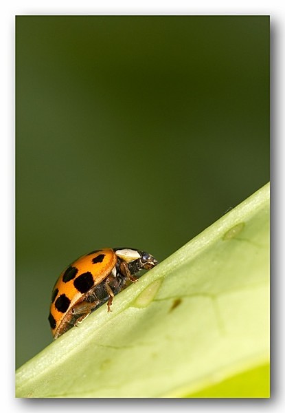 9198 Strollin' - Allotment Wildlife