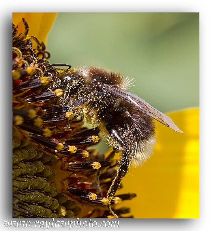 1787 bee - Allotment Wildlife