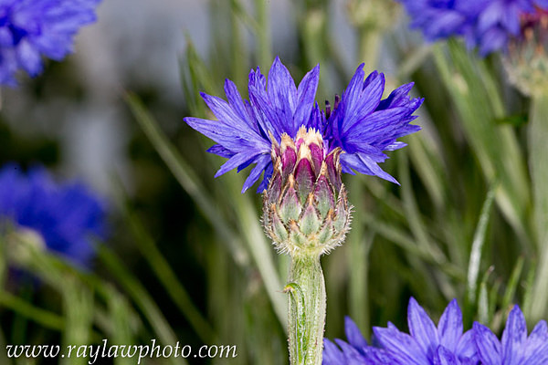 MPAA-3540 Cornflower - Floral Allotment