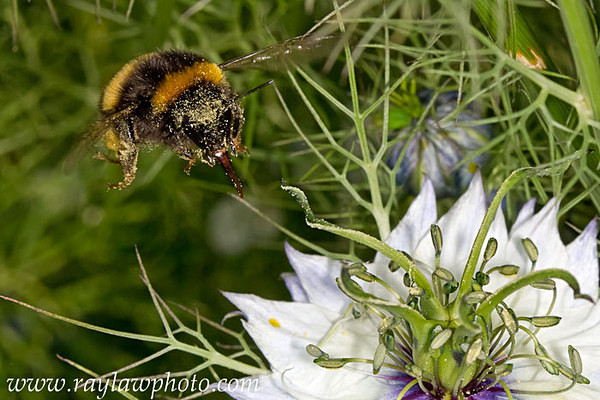 MPAA- In Flight - Allotment Wildlife
