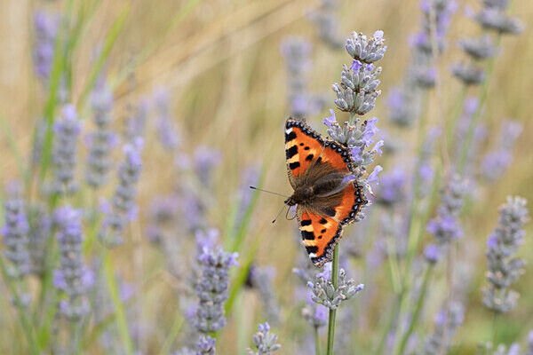080718-4826 - Allotment Safari 2019