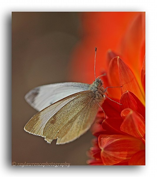 AA 2077 Cabbage White - Butterflies and Moths