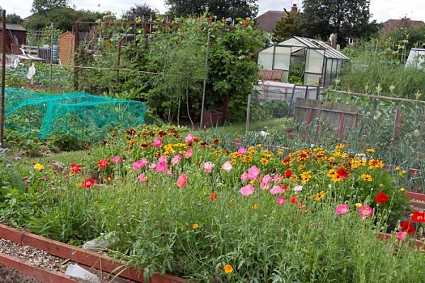 MPAA-0615-2 - Allotment Competition 2012