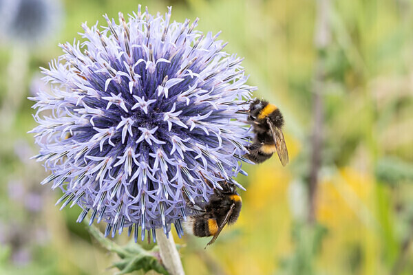 080718-4796 - Allotment Safari 2019