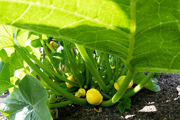 080718-3978 - Allotment Safari 2019
