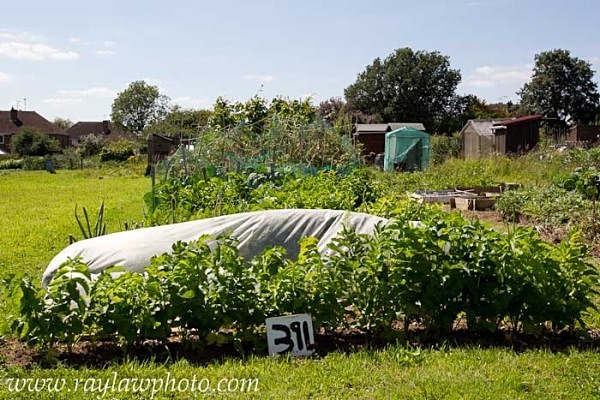 MPAA-8416 - Allotment Competition 2012