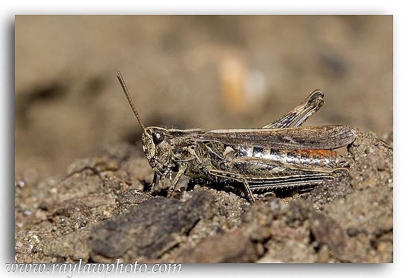 5021 grasshopper - Allotment Wildlife