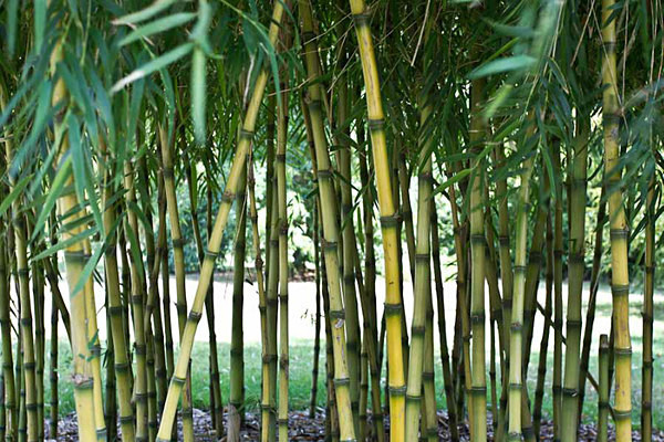  - Kew Gardens 2015