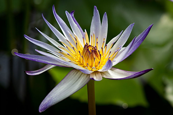  - Kew Gardens 2015