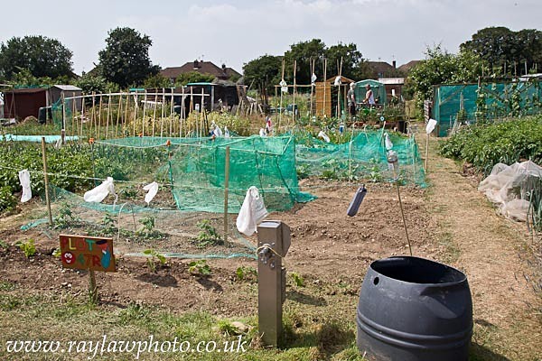 RLP-7925 - Allotment Competition 2013