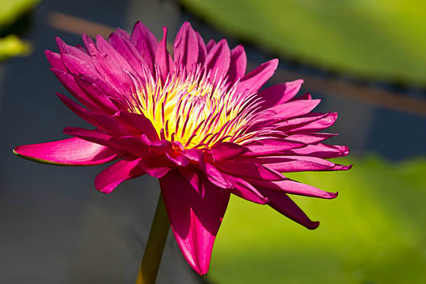  - Kew Gardens 2015