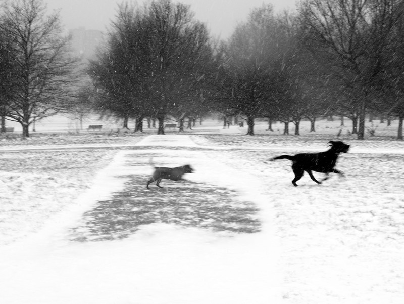 Primrose Hill snow series - London street photography photos 4