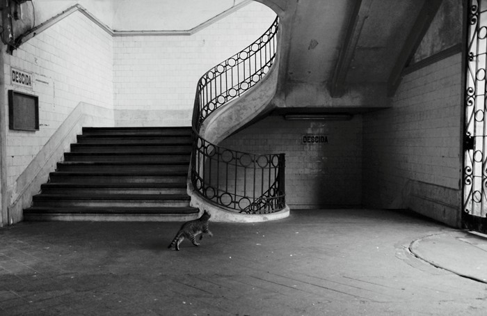 Porto Cat