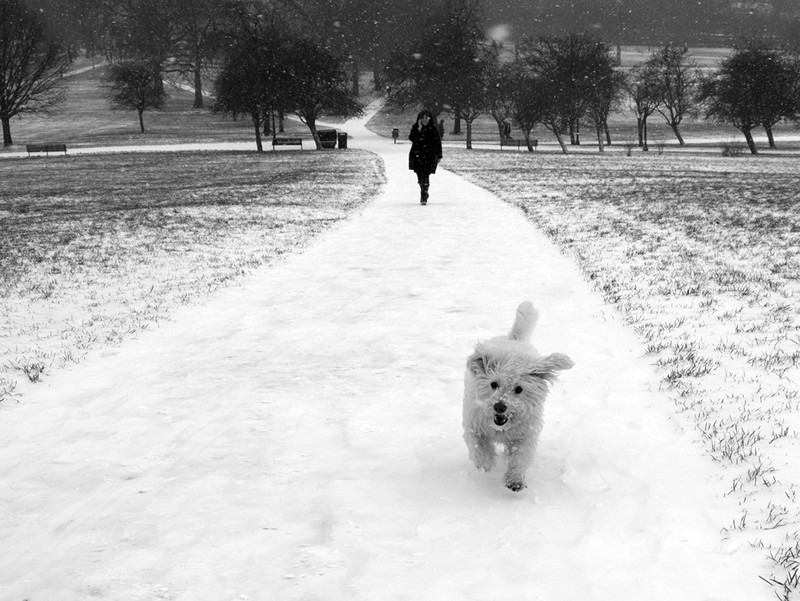 Primrose Hill snow series - London street photography photos 2