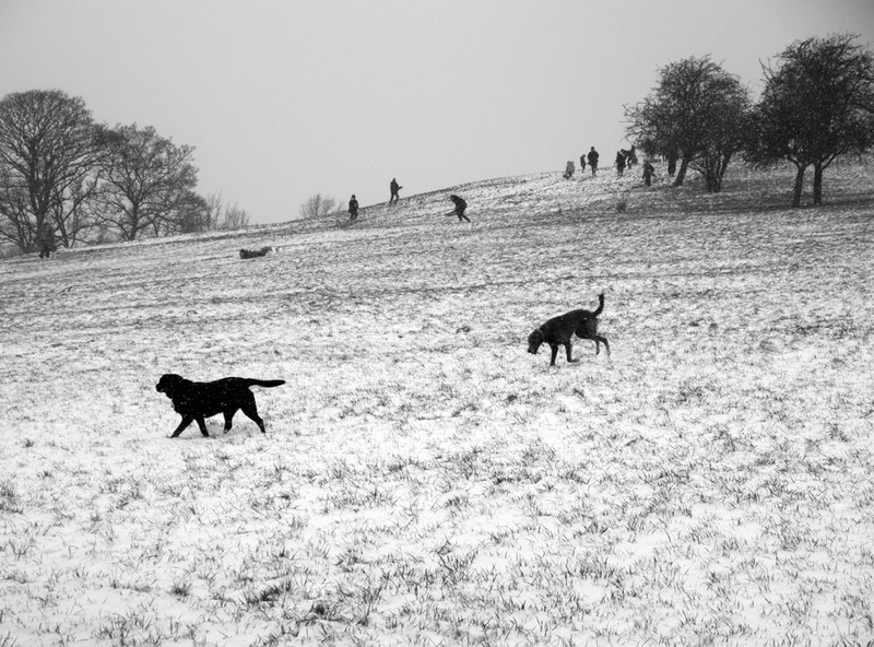 Primrose Hill snow series - London street photography photos 6