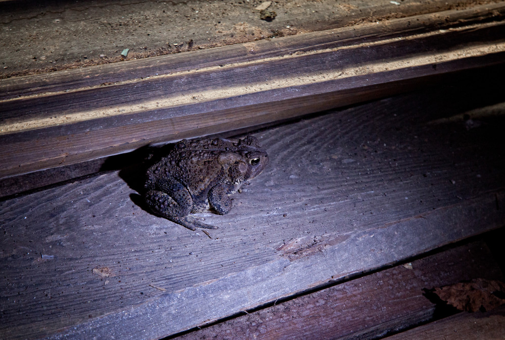 Henryton State Hospital | Froggy Friend - Henryton State Hospital