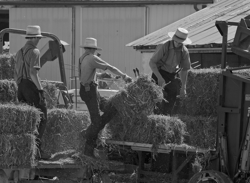 BAILING HAY - THE SIMPLE LIFE