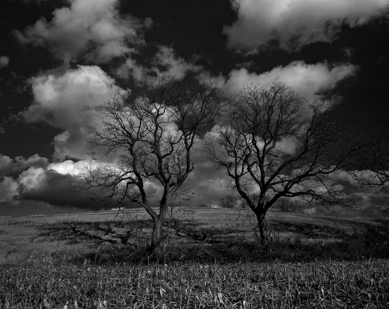 TWO OAKS IN WINTER - BLACK AND WHITE LANDSCAPES