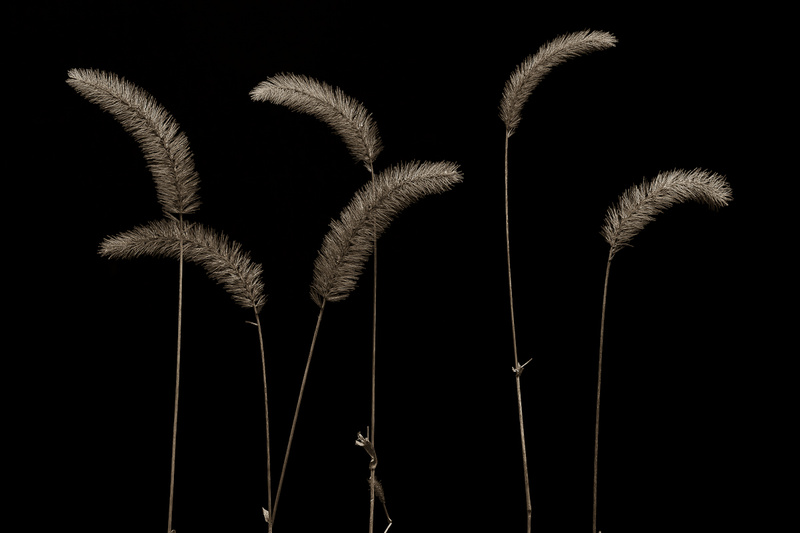 FOXTAILS - BOTANICALS