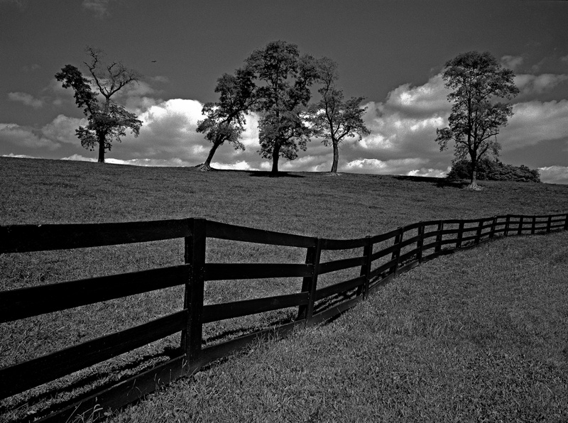 SEPTEMBER OAKS - BLACK AND WHITE LANDSCAPES