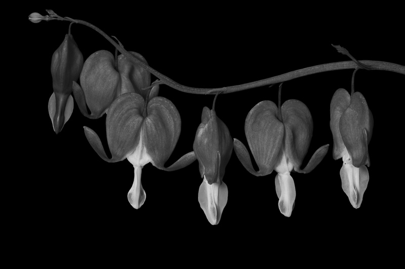 BLEEDING HEARTS - BOTANICALS