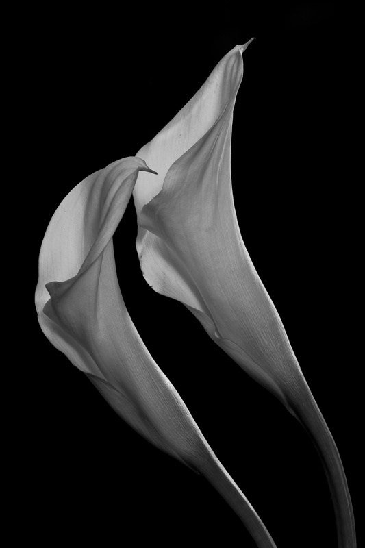 TWO CALLAS - BOTANICALS
