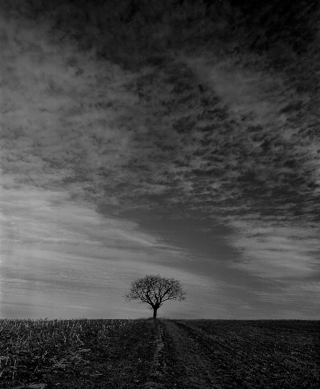 JOSHUA TREE - BLACK AND WHITE LANDSCAPES