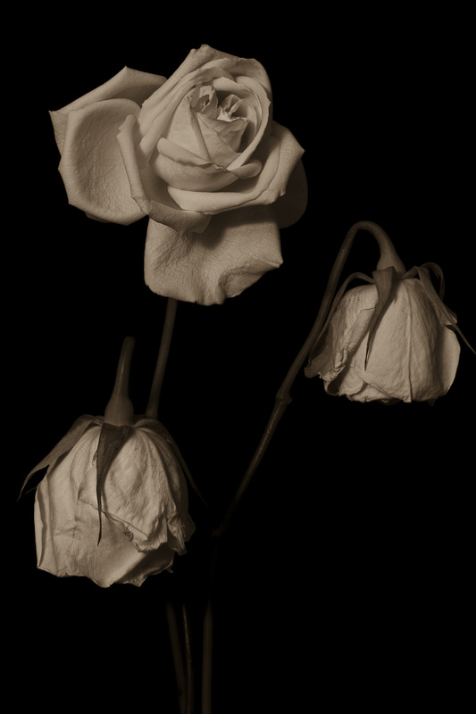 FRAGILE - BOTANICALS