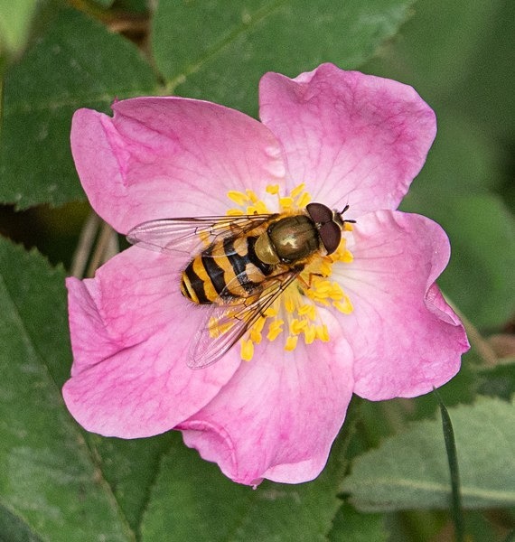 4. Hoverfly on Wild Rose - Glyn Trueman
