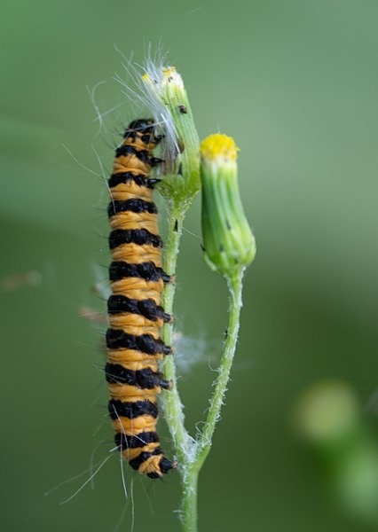 1. Cinnabar Moth Caterpillar - Glyn Trueman