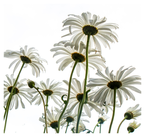 Marguerites - Stephanie Robson