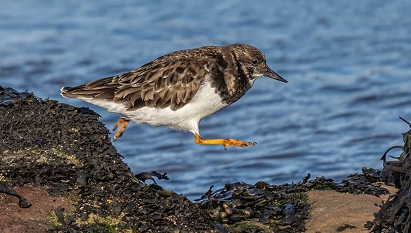 1.Turnstone Leaping - Glyn Trueman