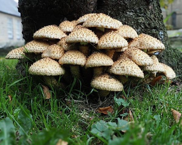 2.Shaggy Scalycap - Glyn Trueman