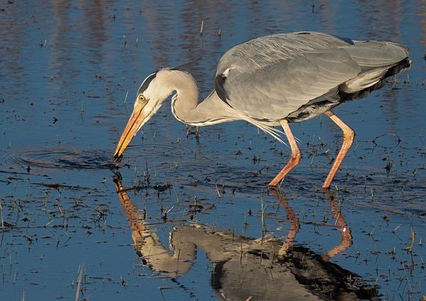 7.Heron Fishing - Glyn Trueman